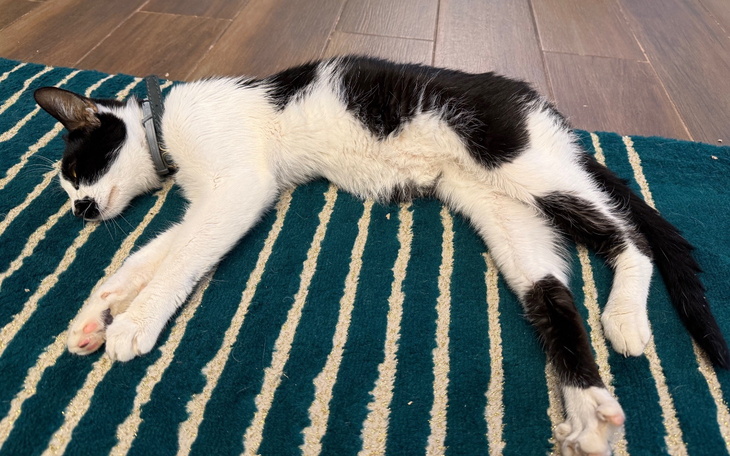 Słodki kotek śpiący na dywanie.