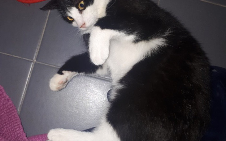 Zbiórka Pomóż potrąconenu kotu - zdjęcie główne