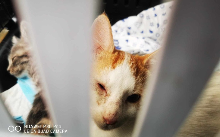 Kot z jednym okiem, patrzący przez szczeliny w klatce.