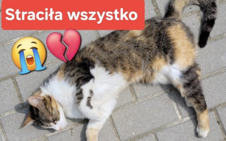Kot leżący na chodniku, wygląda na smutnego.