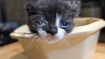 Zbiórka Pomóż nam przetrwać... - miniaturka zdjęcia