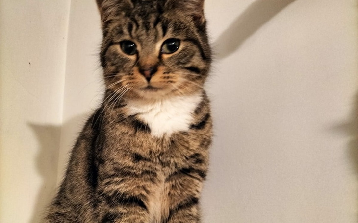 Zbiórka Emeftytka - zdjęcie główne