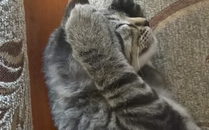 Zbiórka Operacja dla Puszka kotka - zdjęcie główne