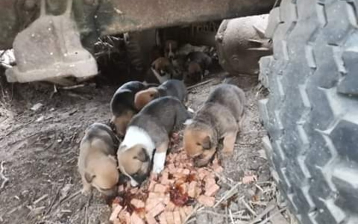 Zbiórka Pomóż nam Tak bardzo prosimy - zdjęcie główne