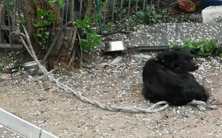 Zbiórka Sunia ze sznurem i szczeniakami - zdjęcie główne