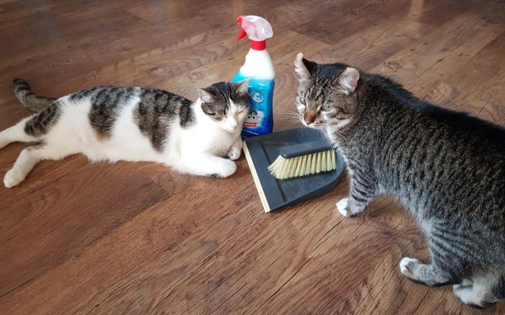 Zbiórka Wiosenne porządki w kociarni - zdjęcie główne