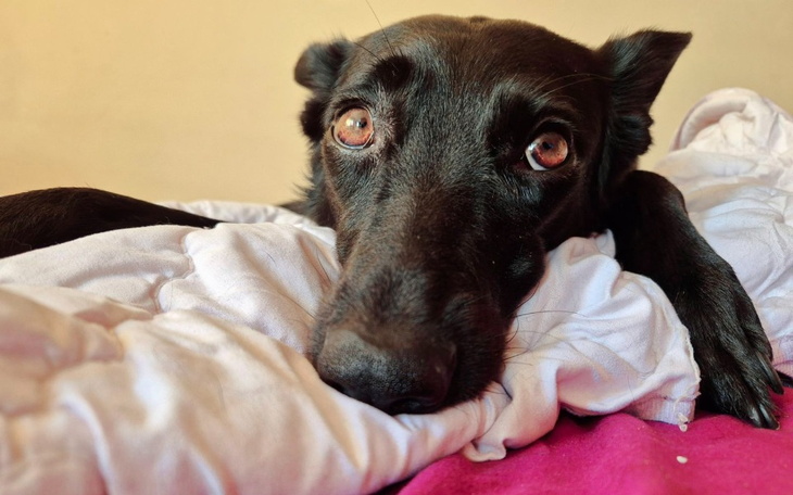 Zbiórka Leczenie Roki z chłoniakiem - zdjęcie główne