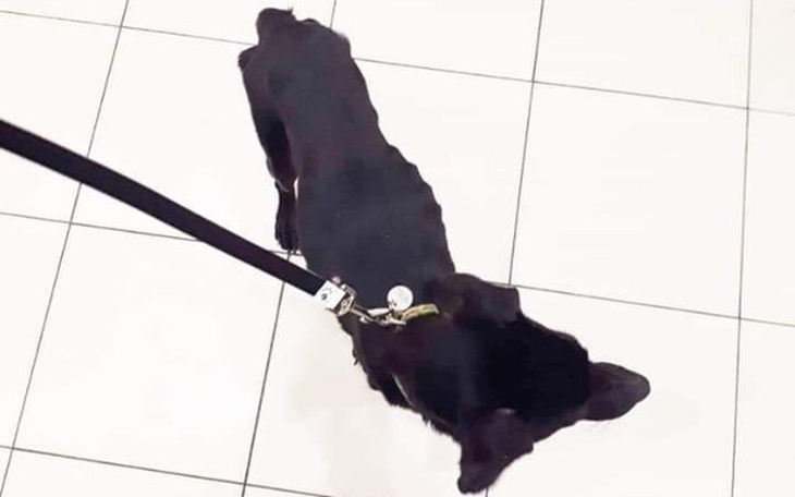 Zbiórka Heban-zagłodzony przez człowieka - zdjęcie główne