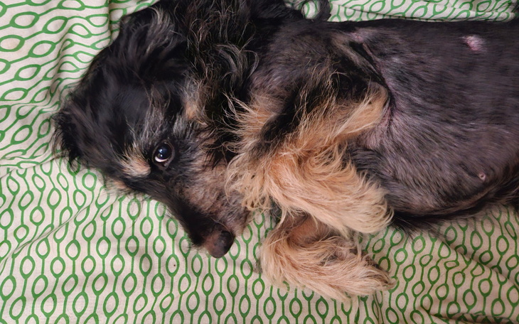 Zbiórka Leki dla Zuzi - zdjęcie główne