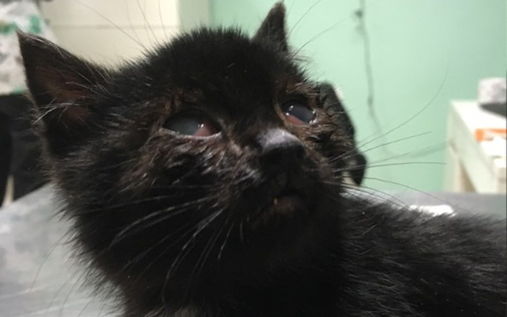 Zbiórka Rose przymarznieta do auta ... - zdjęcie główne