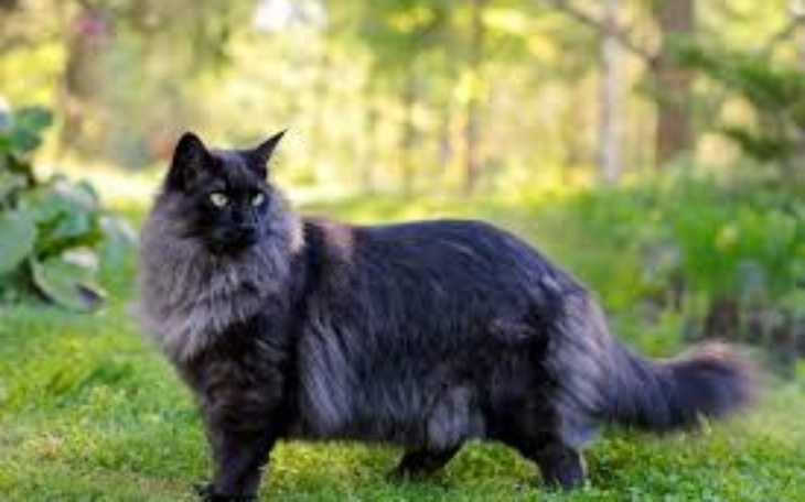 Zbiórka Młodociane marzenie - zdjęcie główne