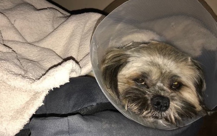 Zbiórka Pomóżmy psu Cypiskowi !!! - zdjęcie główne