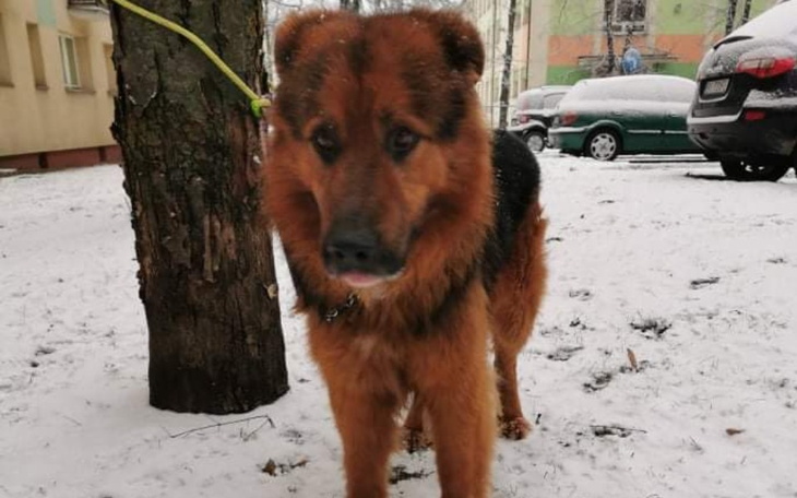 Zbiórka Na kastrację dla Luckiego - zdjęcie główne