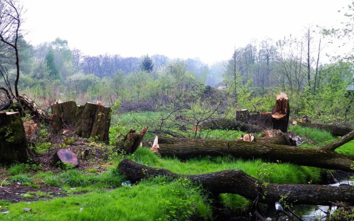 Zbiórka Mówimy NIE masowym wycinaniu. - zdjęcie główne