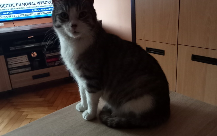 Zbiórka Pomoc dla bezzębnego Jasia - zdjęcie główne