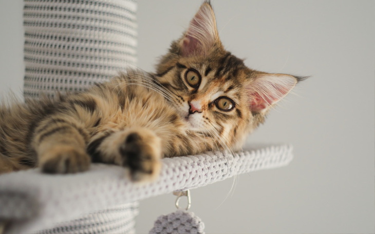 Zbiórka Gwiazdeczka walczy - zdjęcie główne