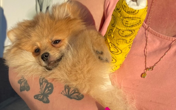 Zbiórka Zbiórka na złamaną łapke oshiego - zdjęcie główne