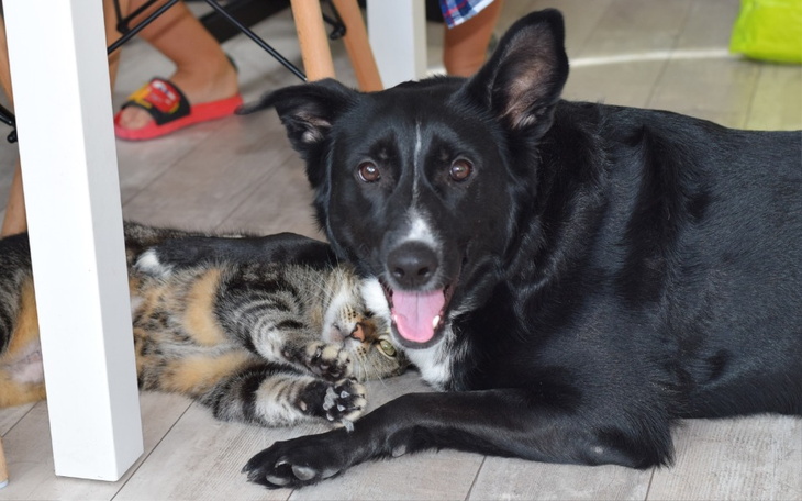 Zbiórka Coco prosi o pomoc - zdjęcie główne