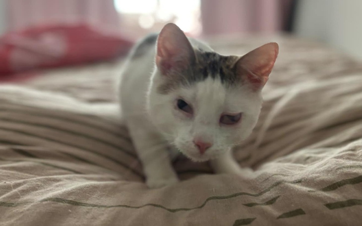 Kot z jednym okiem na pościeli, wygląda ciekawie.