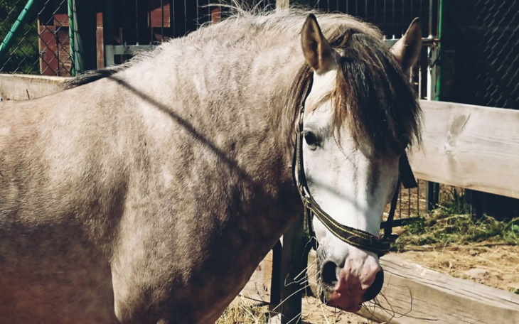 Koń o jasnej sierści, patrzy w stronę obiektywu.