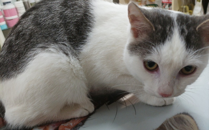 Zbiórka Leczenie Mruczka Empatyczni - zdjęcie główne