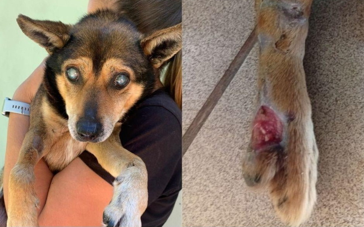 Pies z uszkodzoną łapą, trzymany przez osobę.