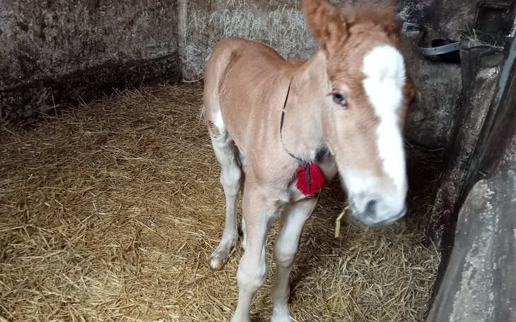 Zbiórka Na mleko dla osieroconego konia - zdjęcie główne
