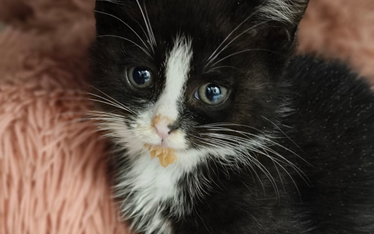 Czarny kotek z białym noskiem, siedzący na miękkim podłożu.