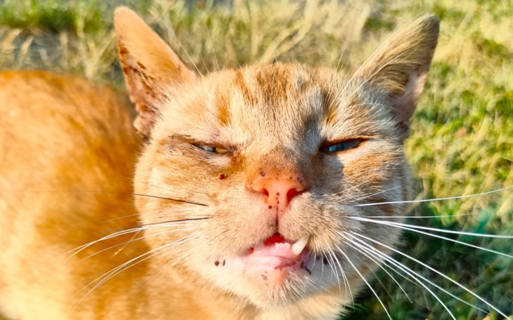 Rudy kot z wyrazem twarzy, jakby się uśmiechał.