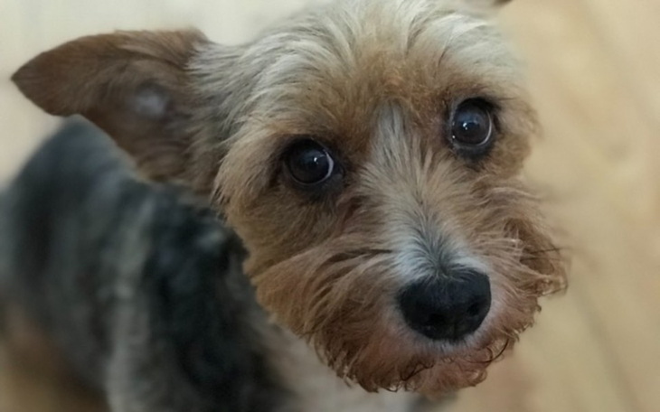 Zbiórka Usunięcie guzów u Sisi - zdjęcie główne