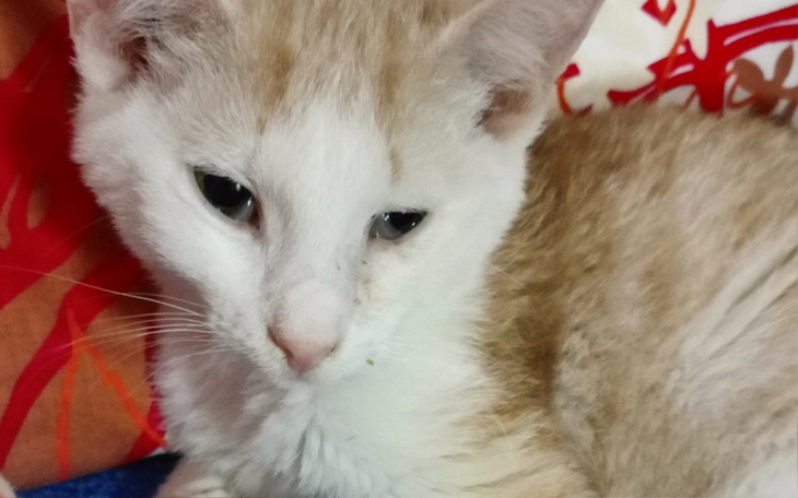 Zbiórka Błagam chce żyć, pomóż mi. - zdjęcie główne