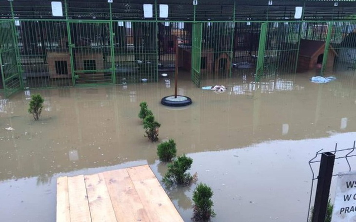 Zbiórka Powódź niszczy schronisko!!! - zdjęcie główne