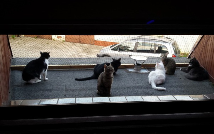 Zbiórka Dom tymczasowy "Kotełki " - zdjęcie główne