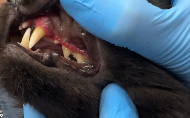 Weterynarz bada zęby czarnego kota.