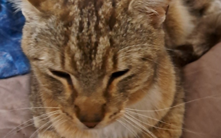 Kot leży na poduszce, z zamkniętymi oczami.