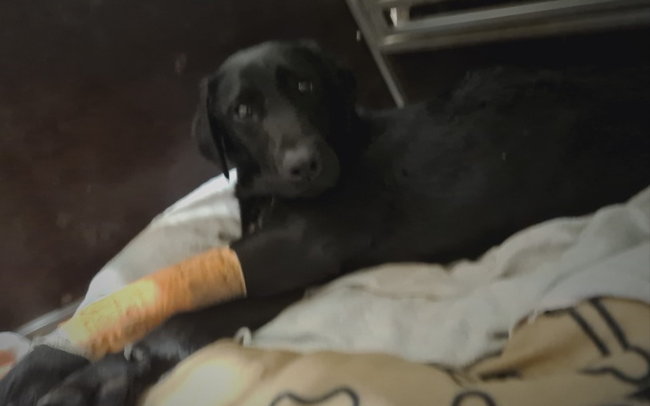 Zbiórka Powrót do zdrowia cudownej Bessi - zdjęcie główne