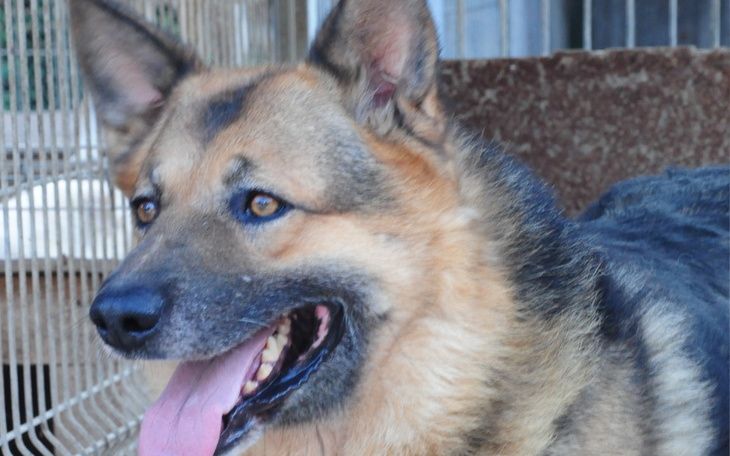 Zbiórka Pilne kastracje Wezyr i Bary - zdjęcie główne