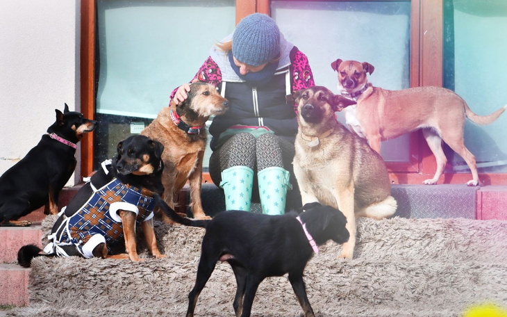 Zbiórka Stare Psy z Wojtyszek - - zdjęcie główne