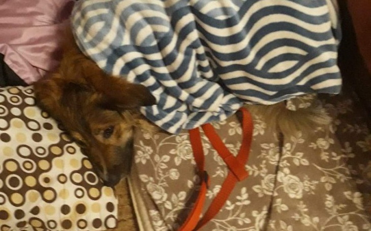 Zbiórka ❤Proszę, pomóż nam❤. - zdjęcie główne