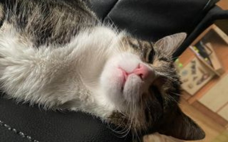 Zbiórka Leczenie kotka Marcelka - zdjęcie główne