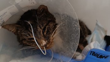 Zbiórka Ratowanie kruchego życia - miniaturka zdjęcia
