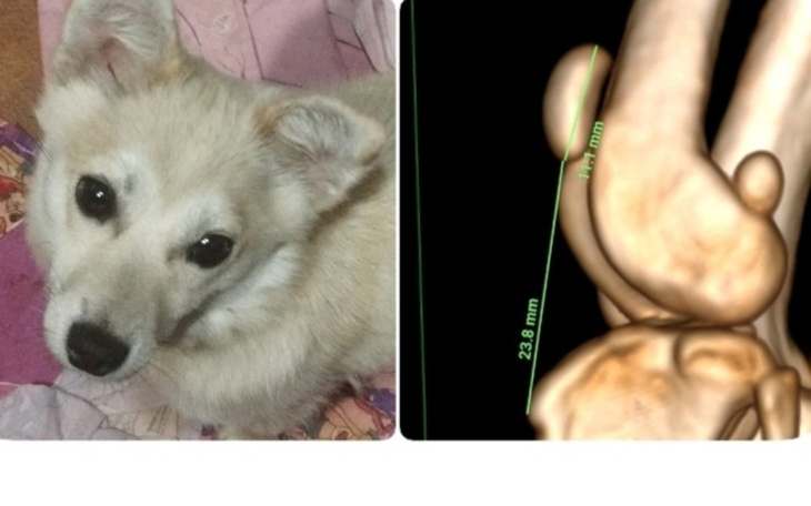 Pies obok obrazu 3D przedstawiającego jego narządy.