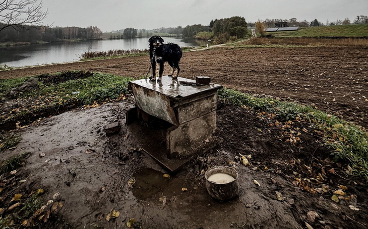 Pies stojący na metalowej skrzynce nad jeziorem.
