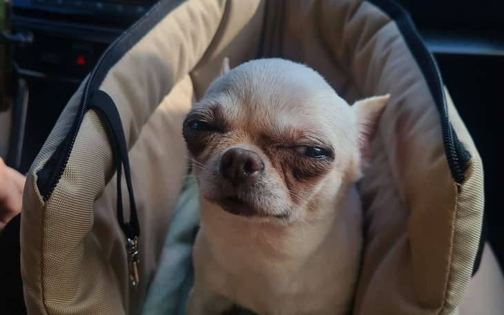 Zbiórka Chihuahua chce lepszego życia - zdjęcie główne