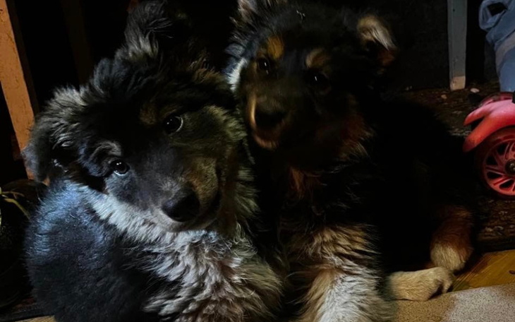 Zbiórka Dla sierotek z lasu na dom - zdjęcie główne