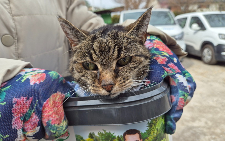 Kot odpoczywający w pojemniku, z wyrazem spokoju na twarzy.