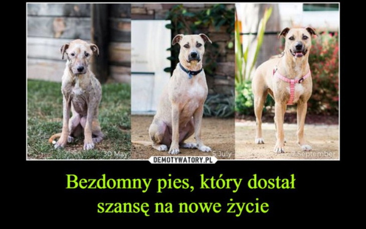 Zbiórka Dla bezdomnych psów - zdjęcie główne