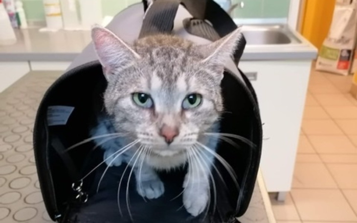 Zbiórka Whiskas walczy z FIP SOS - zdjęcie główne