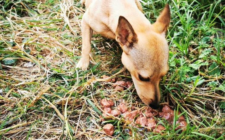 Zbiórka Transport bezdomnych suczek - zdjęcie główne