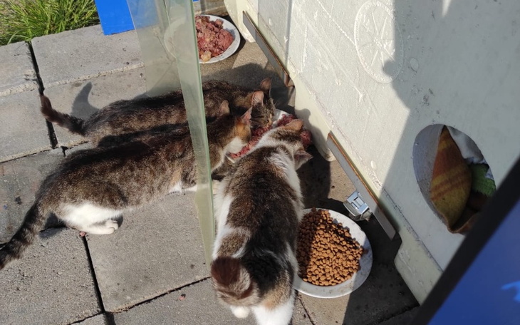 Zbiórka Zakup karmy w lipcu - zdjęcie główne